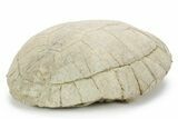 Inflated Fossil Tortoise (Testudo) w/ Limb Bone - South Dakota #355982-2